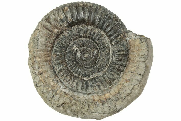 Ammonite (Dactylioceras) Fossil - England #223860